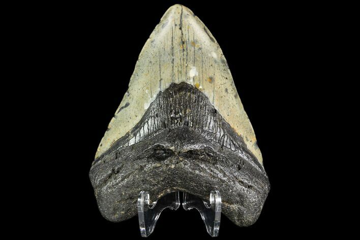 Fossil Megalodon Tooth - North Carolina #109548
